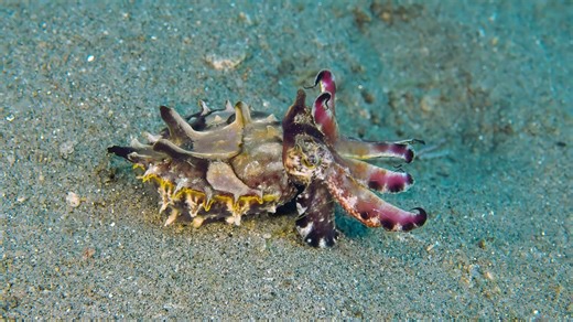 Flamboyant Cuttlefish, Underwater, Nature. Free Stock Video