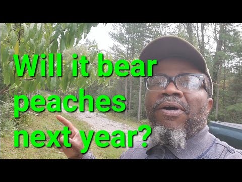 #3. How to tell if your fruit trees will bear fruit next year. 3 of 4