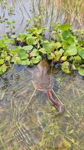 177K views · 680 reactions | The Secret Live Bait Every Catfish Hunter Should Know! | Catch Fish With ET | Facebook