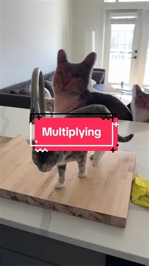 Custom Pillows for Cats – Fun Ideas and Content Creation