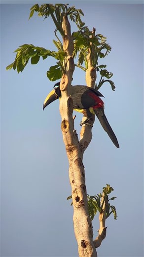 Una mañana tranqui en Mitú, disfrutando de este Tucánido ( como suelo llamarlos). Siempre es una dicha verlos. Pteroglossus humboldti Pichí piquirayado Humboldt’s Araçari #amazonas #amazonbirdsofinstagram #amazonbirds #birdingtoursincolombia #birdingincolombia | Native Birding Colombia