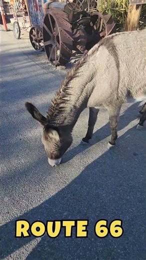 Feeding Burros by Hand on Route 66 in Oatman, Arizona