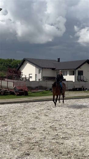 Na prodaju prelijepi kastrat po imenu Elvis