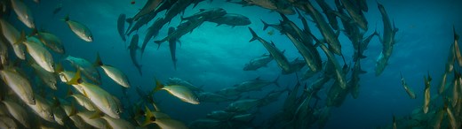 Our Focus | Ocean | National Geographic Society