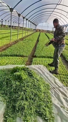 Greenhouse Management Tips: How to Efficiently Weed?