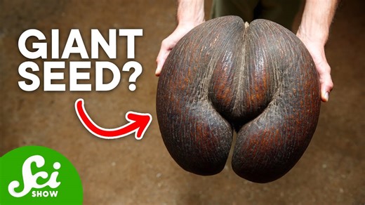 The 5 strangest seeds in the world