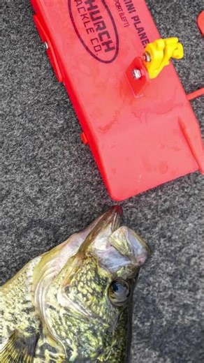 Specks for days! Nothing like a fall crappie trolling bite. #churchtackle #crappiefishing #fishing