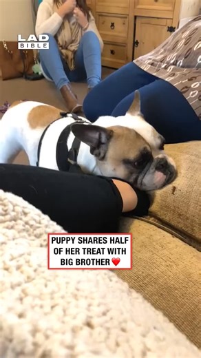 LADbible on Instagram: "We don't deserve dogs 🥲⁠ ⁠ Puppies learn their social skills early on, and one of the most important parts of their development is interacting with other dogs. Through play, gentle roughhousing, and body language, they figure out how to communicate, set boundaries, and read social cues.⁠ ⁠ These early lessons help puppies grow into well-adjusted adult dogs who can navigate the dog park without causing chaos. It’s also how they learn bite inhibition, respect for space, an