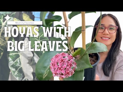 The Most Stunning Big Leaf Hoya Collection - 2025