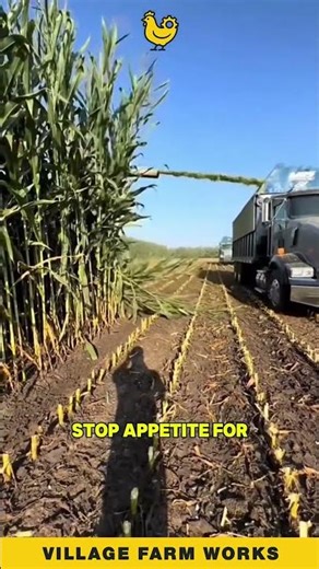 Monster Chopper Eats an Entire Cornfield 🚜 #ForageHarvester