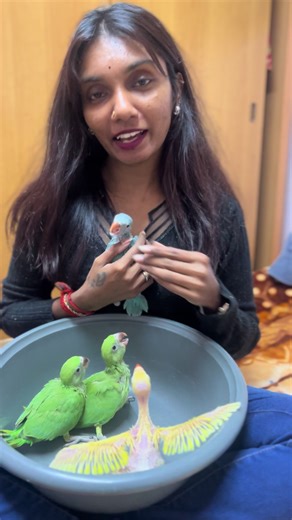 Caring for Your Indian Ringneck Parrot