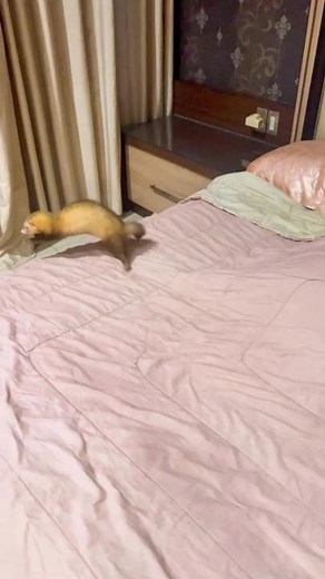 Playful Young Ferret Exploring Its Cozy Home