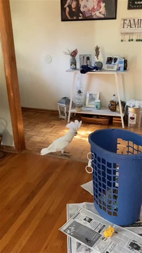 Singing Cockatoo Takes Center Stage in the Hallway