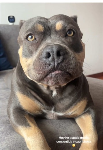 Día de Consentida: Amor por los American Bully