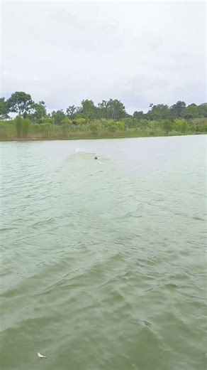 Fun Race Boat Pancung RC Boat Batam #diyrcboat #speedboat #rcboatbatam