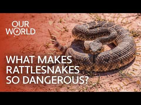 The Secret Life of America's Deadliest Rattlesnakes | Our World