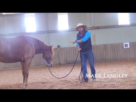 Helping an aggressive/ pushy horse