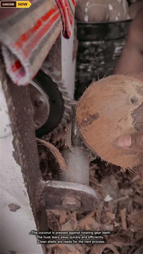 Compact Coconut Dehusking Machine for Fast Fiber Removal and Efficient Shell Processing