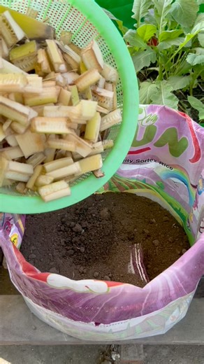 Ginger plant grow tips using compost soil #ginger #plants #nature #flowers #plantsofinstagram #garden #plant #plantsmakepeoplehappy #gardening #houseplants #plantlover #green #photography #naturephotography #indoorplants #flower #plantlife #love #succulents #urbanjungle #cactus #art #plantstagram #plantas #homedecor #naturelovers #plantsplantsplants #beautiful #photooftheday #flowerstagram | Rezia Gardening