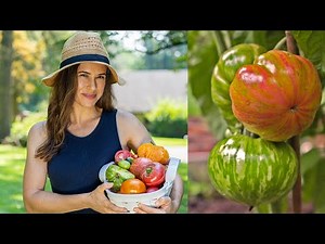 How to stake and string heirloom tomatoes