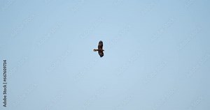 The marsh harrier flies above the reeds of the lake called Vransko jezero in Croatia