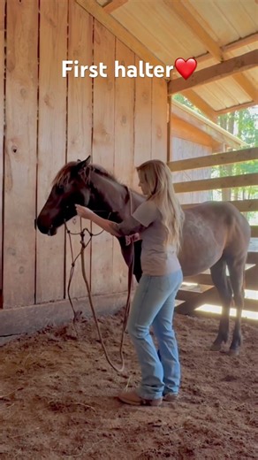 First halter for this young filly❤️🫶🏻❤️She was a good girl with patience🫶🏻