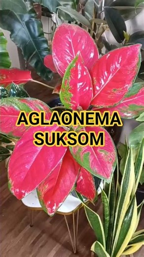 Aglaonema Suksom – The Queen of Colorful Foliage🌿🪴