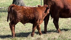 Excited to watch this guy grow 💪🏻 #InfraRed #simmental #justranchin #southernmo #drover