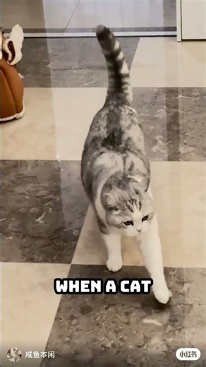 Cat Body Stretching Explained: What Your Cat Is Really Doing