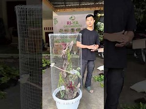 How to make a mini Aviary