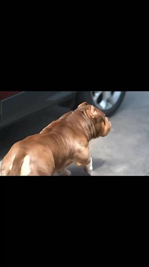 thebullygame no TikTok