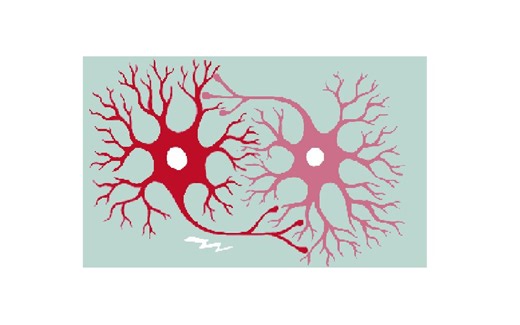 1.3.Introducing the Resting Potential