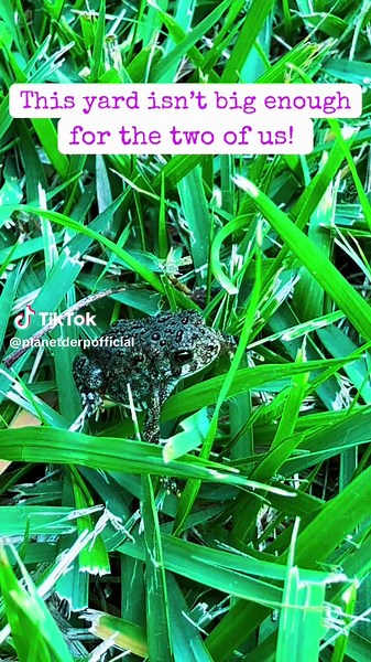 This lil outlaw had me ready to duel until the zoom out determined otherwise! 🐸🌾 😂 What’s the smallest little froglet you’ve ever met? #Frogsoftiktok #FunnyAnimals #ZoomOutMoment #WildlifeTok
