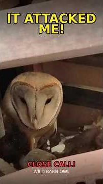 This Barn Owl Tried To ATTACK Me! 😳🦉