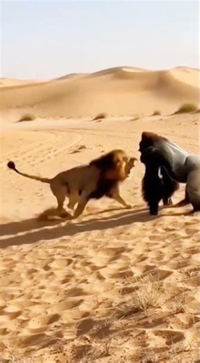 Gorilla v Lion😱😱 Crazy Encounter in the Wild