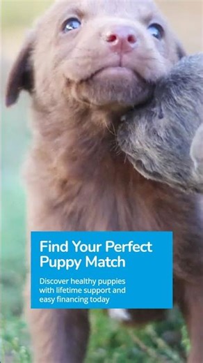 Discover Joy with Your Perfect Puppy