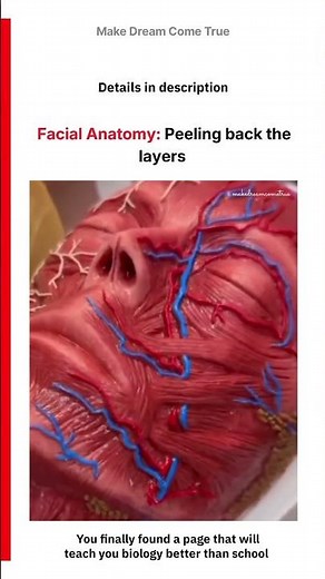 😳 Facial Anatomy : Peeling back the layers 🔬 | MDCT