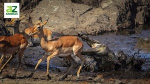 The Largest Nile Crocodile Ever Recorded
