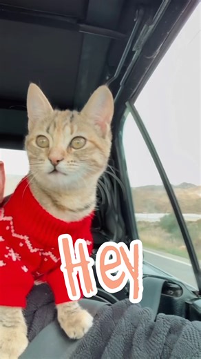 Not just a cat. It’s a shoulder cat. If this feels like home to you - welcome. ❤️ #cattok #rescuecat #catdad #cat #clingycat