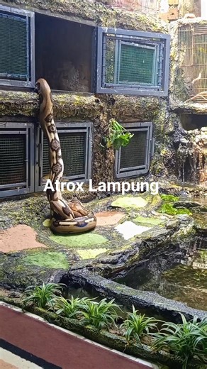 8.6K views · 57 reactions | Antri makan | Subari | Facebook