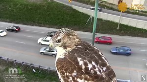 A curious red-tailed hawk was caught on camera looking into a traffic cam along Interstate 94 in Minneapolis, MN, as confirmed by the Minnesota Department of Natural Resources. CBS Sunday Morning #hawk #trafficcam #redtailedhawk #ehp #cbs #wildlifephotography #wildlife #evergladesholidaypark #viralvideos | Everglades Holiday Park