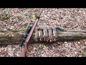 Early morning squirrel hunt with CZ 455 .22 long rifle | go pro | killing the daily limit fast