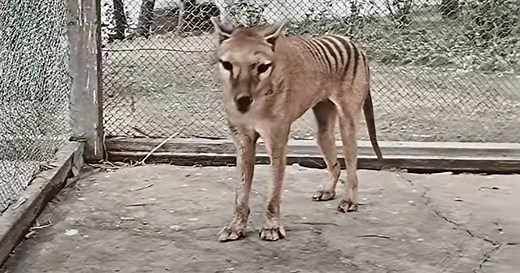 Scientists aim to bring the Tasmanian tiger back from extinction