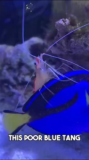 Cleaner shrimp can't cure ich