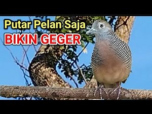 Even a Low Volume Causes a Stir _ LIVE Local Turtle Doves Singing in the Wild