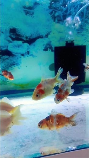 Fishvideo #shortvideo #viral #foryou #trending #subscribe #youtube #reels #edit #nature #music #fish