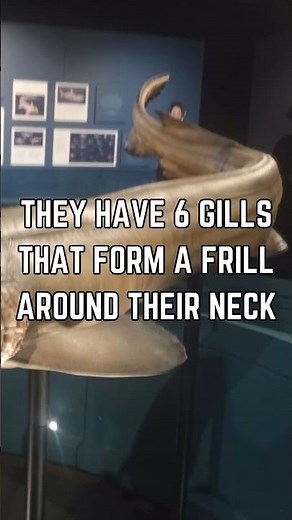 🦈🌊 Unveiling the Ancient Predator: The Frilled Shark!