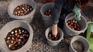 Planting 24 GORGEOUS Containers with Bulbs Tips to Get Them to Survive Winter! 🌷🌷🌷 🌿Affiliate/Sponsored Links🌿 https://www.flowerbulbs.com/ 🌿BRANDS WE PARTNER WITH🌿 Proven Winners - https://www.provenwinners.com/ Espoma Organic - https://www.espoma.com/ Gardener's Supply Company - https://www.gardeners.com/ FELCO - https://www.felco.com/ Bonide - https://www.bonide.com/ Gorilla Ladders - https://gorillaladders.com/ Gorilla Carts - https://gorillacarts.com/ 🌿MORE LINKS🌿 Support - http://