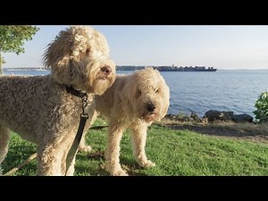 15 Pros and Cons of Owning a Labradoodle