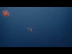 Puffin diving in Iceland